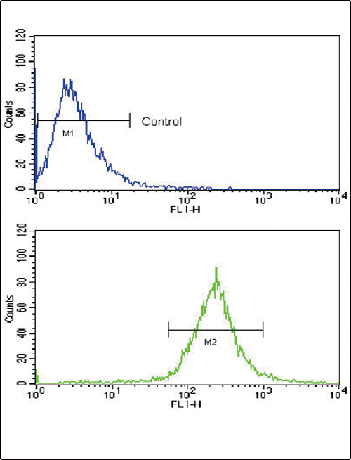 Flow cytometric of WiDr cells using BMPR1A Antibody (bottom histogram) compared to a negative control cell (top histogram). FITC-conjugated goat-anti-rabbit secondary antibodies were used for the analysis.