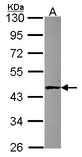 Sample (30 ug of whole cell lysate). A: NT2D1. 10% SDS PAGE. ALKBH1 / ALKB antibody diluted at 1:1000.