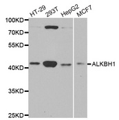 Western blot analysis of extracts of various cell lines, using ALKBH1 antibody.