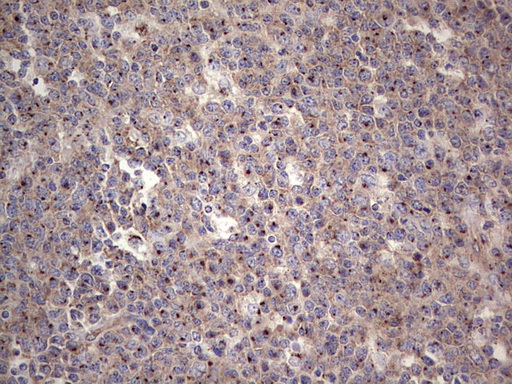 IHC of paraffin-embedded Human tonsil using anti-ALKBH1 mouse monoclonal antibody. (Heat-induced epitope retrieval by 1 mM EDTA in 10mM Tris, pH8.5, 120°C for 3min).