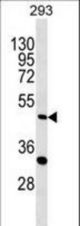 ALKBH5 Antibody western blot of 293 cell line lysates (35 ug/lane). The ALKBH5 Antibody detected the ALKBH5 protein (arrow).