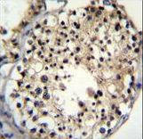 ALKBH6 Antibody immunohistochemistry of formalin-fixed and paraffin-embedded human testis tissue followed by peroxidase-conjugated secondary antibody and DAB staining.