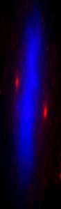 Detection of Human ALMS1 by Immunocytochemistry. Sample: NBF-fixed HeLa cell. Antibody: Affinity purified rabbit anti-ALMS1 used at a dilution of 1:1000 (0.2 ug/ml). Detection: Red-fluorescent goat anti-rabbit IgG highly cross-adsorbed Antibody used at a dilution of 1:100.