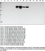 Western blot of ALOX15B antibody LS-B1588.