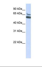 HepG2 cell lysate. Antibody concentration: 1.0 ug/ml. Gel concentration: 12%.