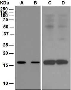 Western blot analysis on (A) Raji, (B) THP-1, (C) HepG2, and (D) K562 cell lysates using anti-FLAP antibody.