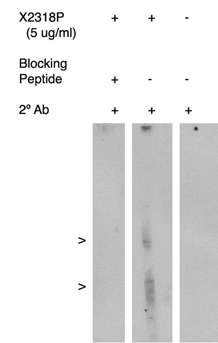 Western blot of antigen immunoaffinity purified and FLAP antibody (LS-C140591) on human kidney cell lysate. Lysate used at 15 ug/lane. Antibody used at 5 ug/ml. Secondary antibody, mouse anti-rabbit HRP, used at 1:75k dilution. Visualized using Pierce West Femto substrate system. Exposure for 5 minutes