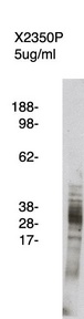 Western blot of FLAP antibody (LS-C140606) on human kidney cell lysate. Lysate used at 15 ug/lane. Antibody used at 5 ug/ml. Secondary antibody, mouse anti-rabbit HRP, used at 1:25k dilution. Visualized using Pierce West Femto substrate system. Exposure for 5 minutes
