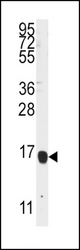 Western blot of anti-ALOX5AP Antibody in K562 cell line lysates (35 ug/lane). ALOX5AP(arrow) was detected using the purified antibody.