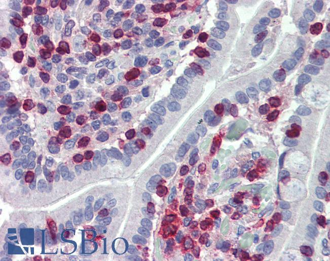 Anti-ALOX5AP / FLAP antibody IHC of human small intestine. Immunohistochemistry of formalin-fixed, paraffin-embedded tissue after heat-induced antigen retrieval. Antibody LS-B4069 concentration 10 ug/ml.