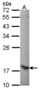 Sample (30 ug of whole cell lysate). A: Raji. 12% SDS PAGE. ALOX5AP antibody diluted at 1:1000.