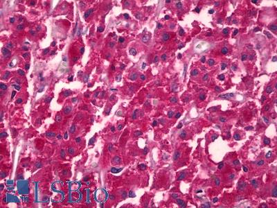 Anti-Bone Alkaline Phosphatase antibody IHC of human adrenal medulla. Immunohistochemistry of formalin-fixed, paraffin-embedded tissue after heat-induced antigen retrieval. Antibody LS-B6663 dilution 1:50.