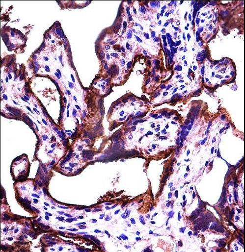 ALPPL2 Antibody immunohistochemistry of formalin-fixed and paraffin-embedded human placenta tissue followed by peroxidase-conjugated secondary antibody and DAB staining.