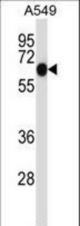 ALPPL2 Antibody western blot of A549 cell line lysates (35 ug/lane). The ALPPL2 antibody detected the ALPPL2 protein (arrow).