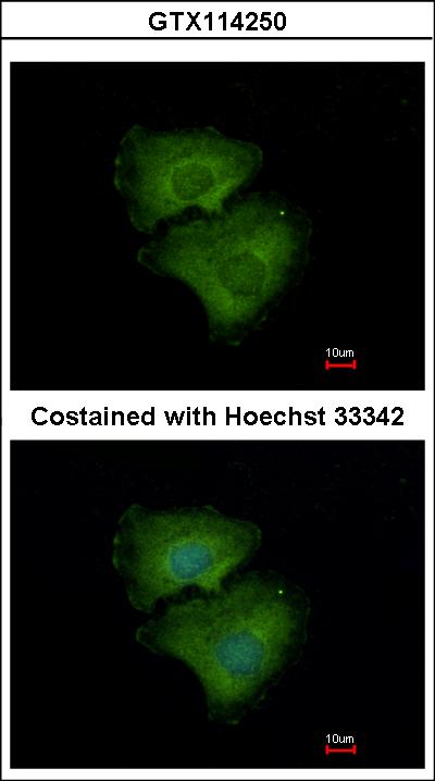 Immunofluorescence of methanol-fixed A549 using ALPPL2 antibody at 1:500 dilution.
