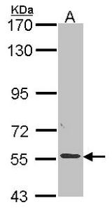 Sample (30 ug of whole cell lysate). A: A549. 7.5% SDS PAGE. ALPPL2 antibody. ALPPL2 antibody diluted at 1:1000.