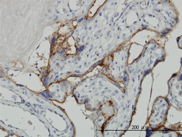 Immunoperoxidase of monoclonal antibody to ALPPL2 on formalin-fixed paraffin-embedded human placenta. [antibody concentration 3 ug/ml]