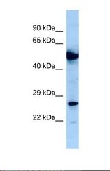 Western blot of Human U937 . NIF3L1 antibody dilution 1.0 ug/ml.