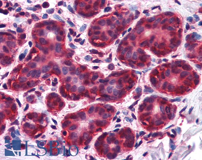 Anti-NIF3L1 antibody IHC of human breast. Immunohistochemistry of formalin-fixed, paraffin-embedded tissue after heat-induced antigen retrieval. Antibody LS-B2748 concentration 5 ug/ml.