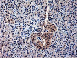 IHC of paraffin-embedded Human pancreas tissue using anti-NIF3L1 mouse monoclonal antibody.