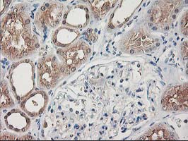 IHC of paraffin-embedded Human Kidney tissue using anti-NIF3L1 mouse monoclonal antibody.