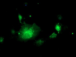 Anti-NIF3L1 mouse monoclonal antibody immunofluorescent staining of COS7 cells transiently transfected by pCMV6-ENTRY NIF3L1.