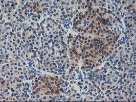 IHC of paraffin-embedded Human pancreas tissue using anti-NIF3L1 mouse monoclonal antibody.