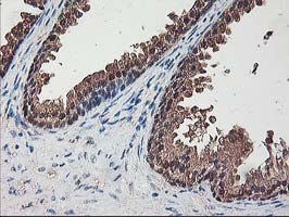 IHC of paraffin-embedded Human prostate tissue using anti-NIF3L1 mouse monoclonal antibody.