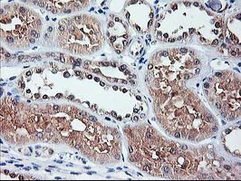 IHC of paraffin-embedded Human Kidney tissue using anti-NIF3L1 mouse monoclonal antibody.