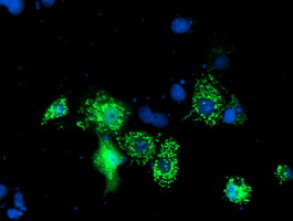 Anti-NIF3L1 mouse monoclonal antibody immunofluorescent staining of COS7 cells transiently transfected by pCMV6-ENTRY NIF3L1.