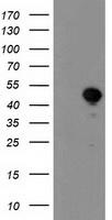 HEK293T cells were transfected with the pCMV6-ENTRY control (Left lane) or pCMV6-ENTRY NIF3L1 (Right lane) cDNA for 48 hrs and lysed. Equivalent amounts of cell lysates (5 ug per lane) were separated by SDS-PAGE and immunoblotted with anti-NIF3L1.