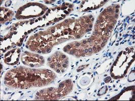 IHC of paraffin-embedded Human Kidney tissue using anti-NIF3L1 mouse monoclonal antibody.