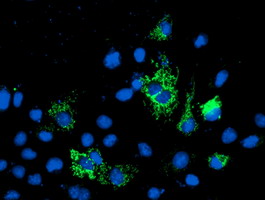 Anti-NIF3L1 mouse monoclonal antibody immunofluorescent staining of COS7 cells transiently transfected by pCMV6-ENTRY NIF3L1.