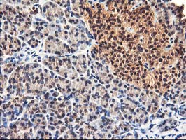 IHC of paraffin-embedded Human pancreas tissue using anti-NIF3L1 mouse monoclonal antibody.