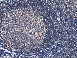 IHC of paraffin-embedded Human tonsil using anti-NIF3L1 mouse monoclonal antibody.