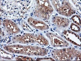 IHC of paraffin-embedded Human Kidney tissue using anti-NIF3L1 mouse monoclonal antibody.