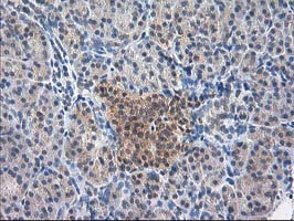 IHC of paraffin-embedded Human pancreas tissue using anti-NIF3L1 mouse monoclonal antibody. (Heat-induced epitope retrieval by 10mM citric buffer, pH6.0, 100C for 10min).