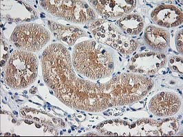 IHC of paraffin-embedded Human Kidney tissue using anti-NIF3L1 mouse monoclonal antibody. (Heat-induced epitope retrieval by 10mM citric buffer, pH6.0, 100C for 10min).