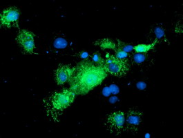 Anti-NIF3L1 mouse monoclonal antibody immunofluorescent staining of COS7 cells transiently transfected by pCMV6-ENTRY NIF3L1.