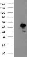 HEK293T cells were transfected with the pCMV6-ENTRY control (Left lane) or pCMV6-ENTRY NIF3L1 (Right lane) cDNA for 48 hrs and lysed. Equivalent amounts of cell lysates (5 ug per lane) were separated by SDS-PAGE and immunoblotted with anti-NIF3L1.
