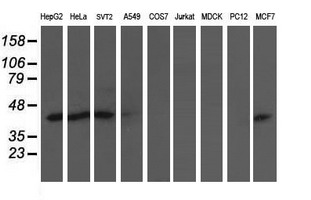 Western blot of extracts (35ug) from 9 different cell lines by using anti-NIF3L1 monoclonal antibody (HepG2: human; HeLa: human; SVT2: mouse; A549: human; COS7: monkey; Jurkat: human; MDCK: canine; PC12: rat; MCF7: human).