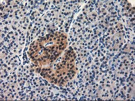 IHC of paraffin-embedded Human pancreas tissue using anti-NIF3L1 mouse monoclonal antibody.