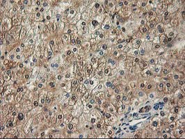 IHC of paraffin-embedded Human liver tissue using anti-NIF3L1 mouse monoclonal antibody.