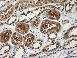 IHC of paraffin-embedded Human Kidney tissue using anti-NIF3L1 mouse monoclonal antibody.
