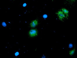 Anti-NIF3L1 mouse monoclonal antibody immunofluorescent staining of COS7 cells transiently transfected by pCMV6-ENTRY NIF3L1.
