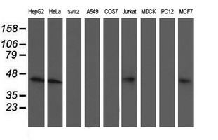 Western blot of extracts (35 ug) from 9 different cell lines by using anti-NIF3L1 monoclonal antibody (HepG2: human; HeLa: human; SVT2: mouse; A549: human; COS7: monkey; Jurkat: human; MDCK: canine; PC12: rat; MCF7: human).