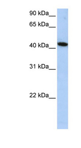 ICA1L antibody LS-C102440 Western blot of HepG2 cell lysate.