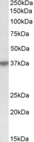 HSH2D antibody (0.3 ug/ml) staining of K562 lysate (35 ug protein/ml in RIPA buffer). Primary incubation was 1 hour. Detected by chemiluminescence.