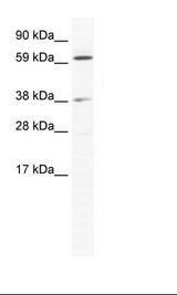 NIH 3T3 Cell Lysate