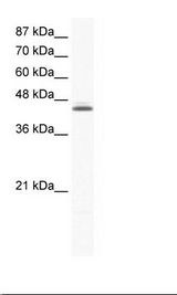 HepG2 Cell Lysate